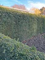 taxus haag 6 meter lang, 180 hoog, Ophalen, Nieuw, Minder dan 10 meter