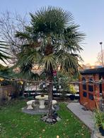 Chinese waaierpalmen 3 stuks, Ophalen, Halfschaduw, 250 tot 400 cm, Zomer