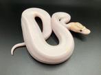 1.0 Ivory Pied ball python regius te koop, Slang, Tam, 0 tot 2 jaar