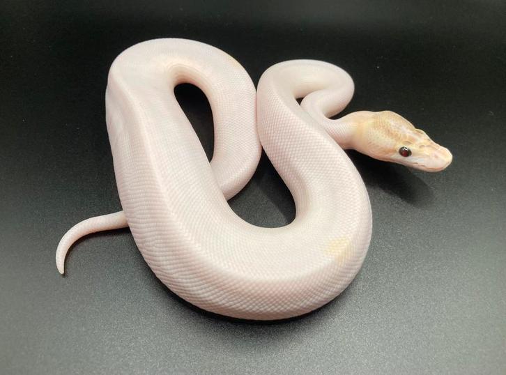 1.0 Ivory Pied ball python regius te koop