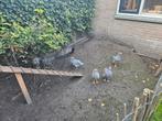 Noord Hollande Blauwe en Amrock hanen 2 maanden oud, Dieren en Toebehoren, Pluimvee, Mannelijk, Kip