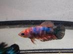 Betta vrouw candy multicolor, Vis