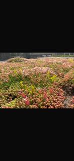 Sedum Direct van Kwekerij - Trays & Matten, Ophalen of Verzenden, Nieuw