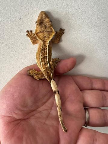 Wimpergekko gekko vrouw 13 cm 1,5 jaar oud beschikbaar voor biedingen