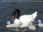 Zwarthals zwanen | Mooie dieren | Passend advies, Meerdere dieren, Gans of Zwaan