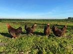 Wyandotte kriel kippen goud zwart gezoomd gesekst + ingeënt, Dieren en Toebehoren, Pluimvee, Vrouwelijk, Kip
