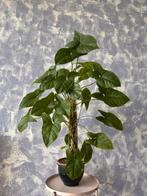 Kamerplant: Syngonion “Molted Mojito”, Ophalen, Overige soorten, Halfschaduw, In pot