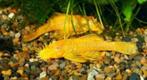 Ancistrus spec. gold (S) - Koidream Valburg, Dieren en Toebehoren, Zoetwatervis, Vis