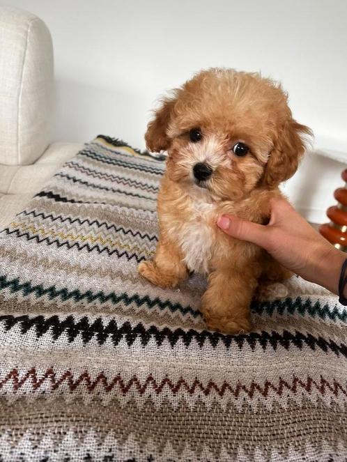 Premium maltipoo f2 micro reutje, Dieren en Toebehoren, Honden | Chihuahua's en Gezelschapshonden, Teef, Overige rassen, Particulier