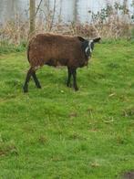 Schaap schapen ram rammen feest vanaf 150 euro paard pony, Dieren en Toebehoren