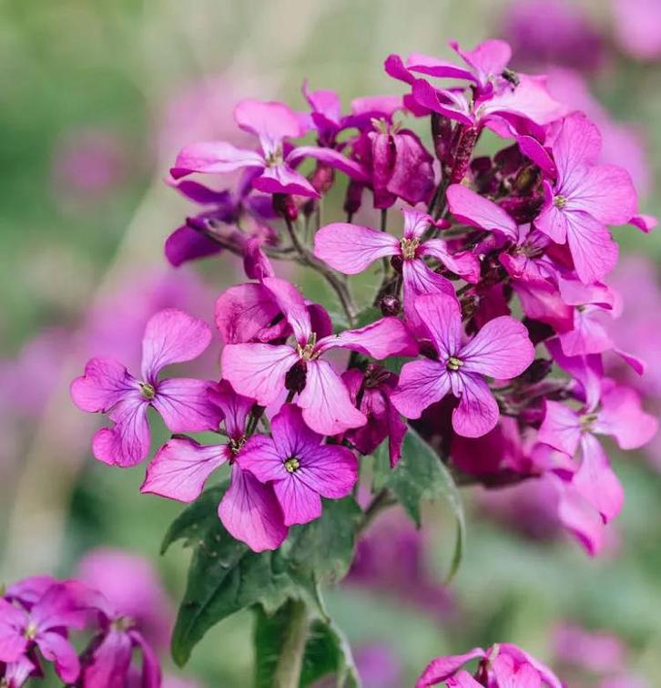Judaspenning zaden (Lunaria Annua), Tuin en Terras, Bloembollen en Zaden, Volle zon, Ophalen of Verzenden