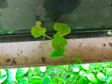  Hydrocotyle leucocephala beschikbaar voor biedingen