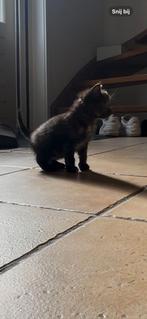 1 lieve kittens zoekt een lief adres., Dieren en Toebehoren, Katten en Kittens | Overige Katten, Meerdere dieren