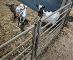 3 mini dwerggeiten, Dieren en Toebehoren, Vrouwelijk, Geit