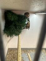 Barmsijs klein, Dieren en Toebehoren, Vogels | Overige Vogels, Geslacht onbekend, Wildzangvogel, Geringd