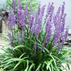 Tuinplanten te koop leliegras, Ophalen, Zomer, Overige soorten, Volle zon