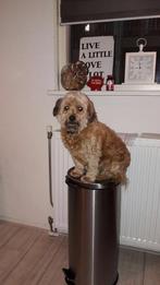 Honden oppas omgeving Assen gezocht, Particuliere oppas