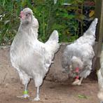 2 Lavendel Araucana Hennen, Dieren en Toebehoren, Pluimvee, Vrouwelijk, Kip