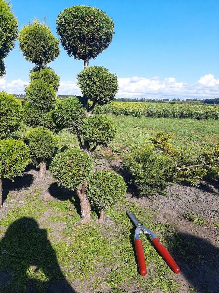 Thuja vormsnoei pom pon tuinbonsai €25,00, Tuin en Terras, Planten | Bomen, Ophalen