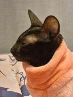 Kornish rex poesje, Dieren en Toebehoren, Poes, Gechipt