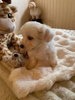 ️❤️Prachtige rasuivere maltezer pupjes❤️, Dieren en Toebehoren, Honden | Chihuahua's en Gezelschapshonden, Maltezer, Rabiës (hondsdolheid)