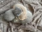 Brits korthaar kittens, Dieren en Toebehoren, Katten en Kittens | Raskatten | Korthaar, Meerdere dieren, 0 tot 2 jaar, Ontwormd