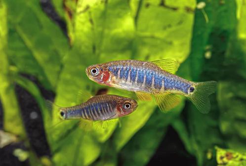 Rasbora emerald / Danio erythromicron., Dieren en Toebehoren, Vissen | Aquariumvissen, Zoetwatervis, Vis, Schoolvis