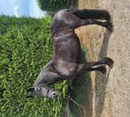 Hele brave fries te koop!, Dieren en Toebehoren, Merrie, Recreatiepaard