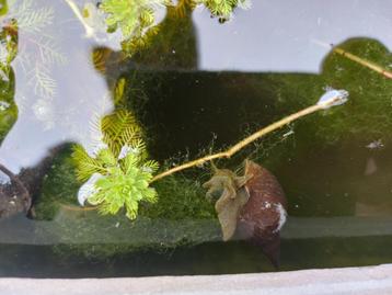 Algenetende Grote Poelslak (Lymnaea Stagnalis) voor vijver beschikbaar voor biedingen