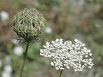 Zaden wilde peen (Daucus carota) - inheems, 2e zakje GRATIS!, Ophalen of Verzenden, Voorjaar, Volle zon, Zaad