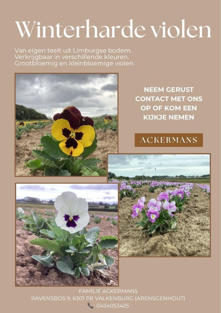 violen winterhard, Tuin en Terras, Planten | Tuinplanten, Eenjarig, Ophalen