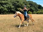 Lieve 11 jarige Haflinger ruin, Dieren en Toebehoren, Pony's, E pony (1.48m - 1.57m), Gechipt, Ruin, M