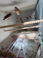 Gouldamedine, Meerdere dieren, Tropenvogel