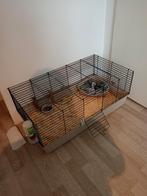 Konijn, Dieren en Toebehoren, Mannelijk