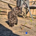 100% Britse korthaar kittens, Dieren en Toebehoren, Katten en Kittens | Raskatten | Korthaar, Meerdere dieren, Gechipt, 0 tot 2 jaar