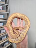 Banana Leopard Yellowbelly 50%Clown 0.1 Python Regius, Dieren en Toebehoren, Reptielen en Amfibieën, Slang