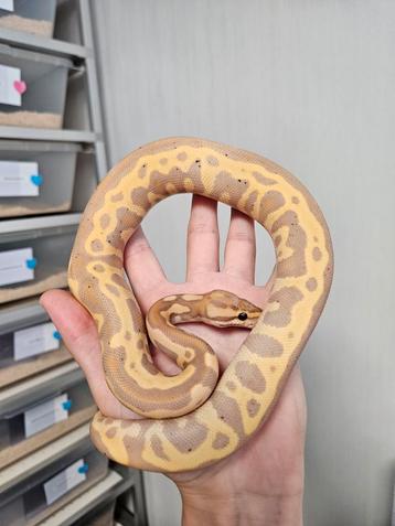 Banana Leopard Yellowbelly 50%Clown 0.1 Python Regius beschikbaar voor biedingen