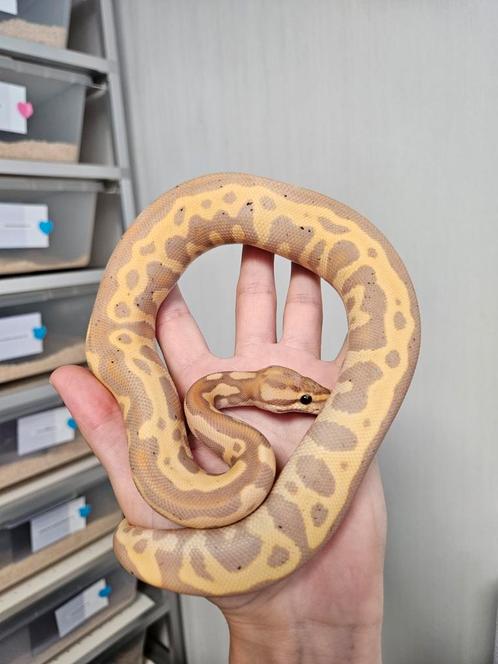 Banana Leopard Yellowbelly 50%Clown 0.1 Python Regius, Dieren en Toebehoren, Reptielen en Amfibieën, Slang