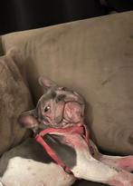 Nieuw huisje gezocht- franse bulldog, Dieren en Toebehoren, Honden | Bulldogs, Pinschers en Molossers, Teef, Bulldog, Eén hond