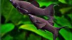 4 black mollies, Dieren en Toebehoren, Vissen | Aquariumvissen, Vis, Zoetwatervis