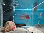 Flowerhorn Red Pearl Cichlide, Dieren en Toebehoren, Vis, Zoetwatervis