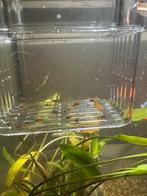 Baby guppy’s, Dieren en Toebehoren, Vis