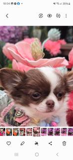 Chihuahua  teefje mag naar nieuw huisje, Dieren en Toebehoren, Honden | Chihuahua's en Gezelschapshonden, Nederland, CDV (hondenziekte)