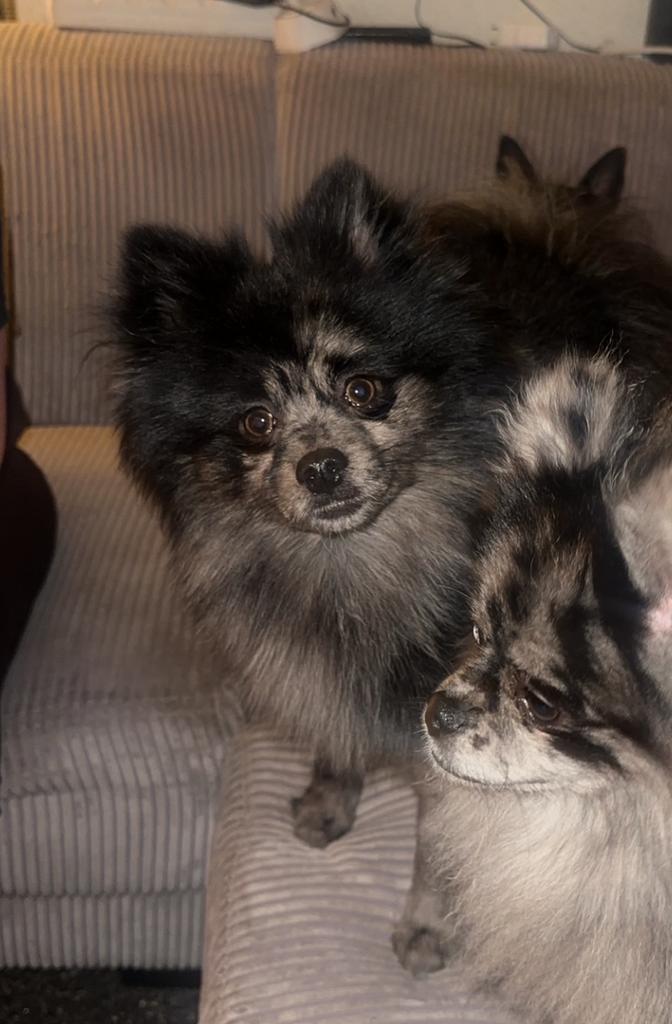 Dekreu Pomeriaan (Merle kleur) beschikbaar, Dieren en Toebehoren, Honden | Dekreuen, Reu, Particulier, Eén hond, Nederland, 3 tot 5 jaar