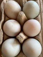 (Broed) eieren indische loopeend, Dieren en Toebehoren, Eend, Geslacht onbekend
