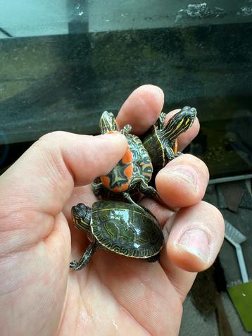 Westelijke sierschildpad - Chrysemys picta belli beschikbaar voor biedingen