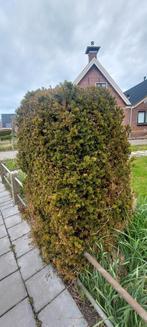 Taxus, Tuin en Terras, Ophalen of Verzenden, Taxus