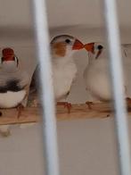 Zebravinken, Dieren en Toebehoren, Vogels | Overige Vogels, Meerdere dieren