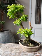 Durantha Repens Bonsai 46cm, Tuin en Terras, Planten | Bomen, Bloeit niet, Halfschaduw, Minder dan 100 cm, Overige soorten