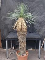 Yucca linearifolia ssp. Galeana 67, 205 cm, stam 150 cm, Tuin en Terras, Planten | Tuinplanten, Ophalen, Vaste plant, Overige soorten